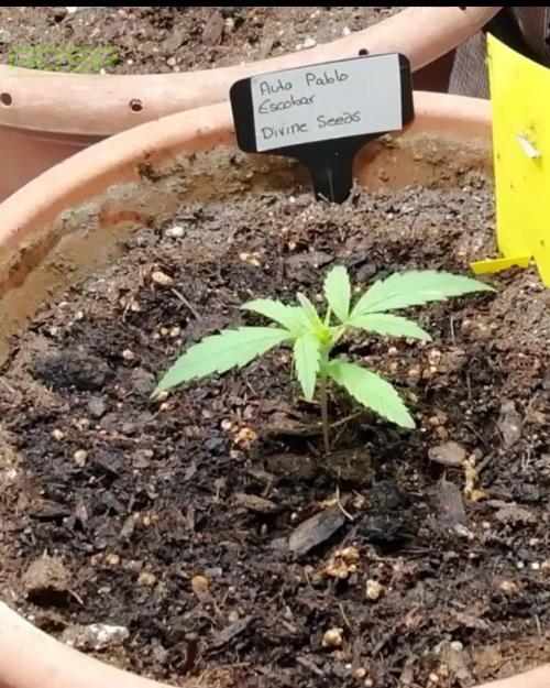 Auto Pablo Escobar Divine Seeds 2025
