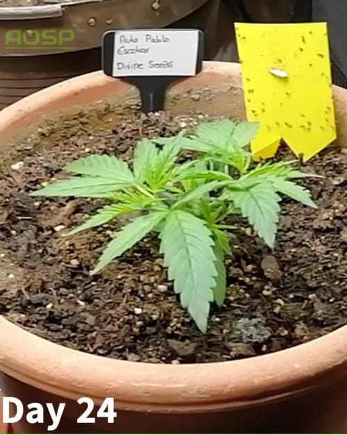 Auto Pablo Escobar Divine Seeds 2025