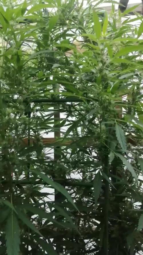 Membrana Hiper Auto Outdoor!!!