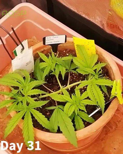 Auto Pablo Escobar Divine Seeds 2025