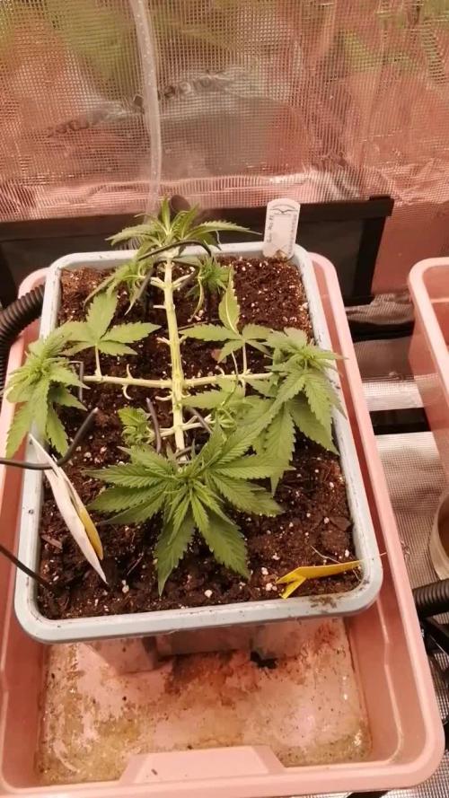 Auto Pablo Escobar Divine Seeds 2025