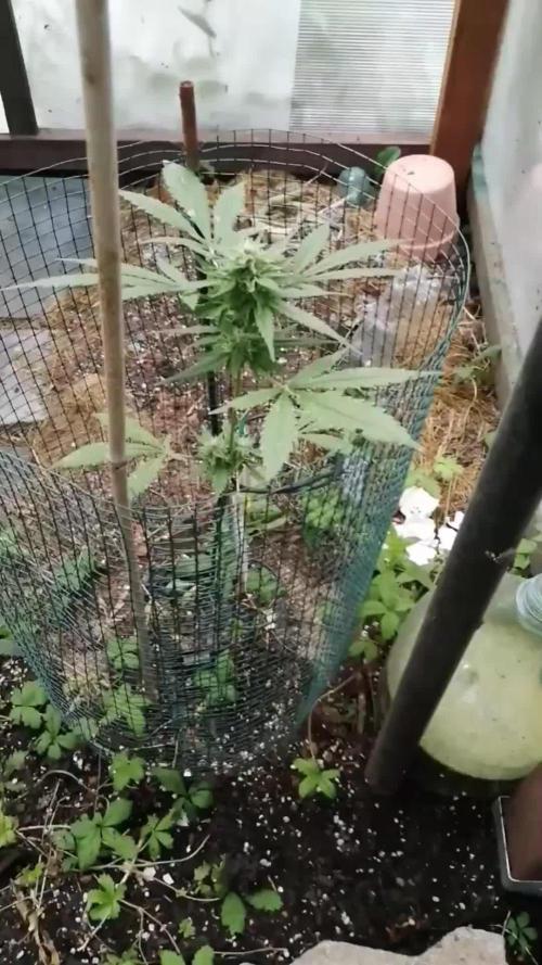Space Cookies Auto