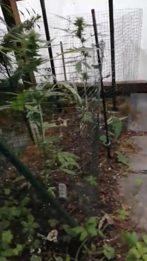 Auto Candy Bubatz XL Dutch Passion