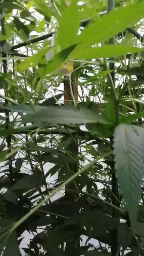 Speedy Chile Outdoor