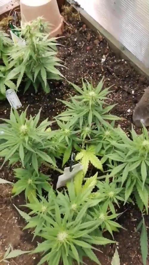 Auto Candy Bubatz XL Dutch Passion