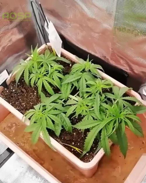 Auto Pablo Escobar Divine Seeds 2025