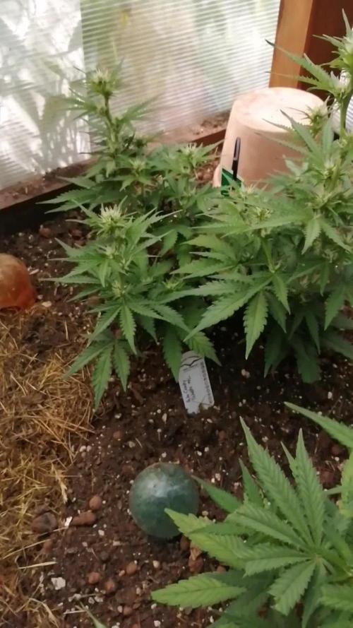 Space Cookies Auto