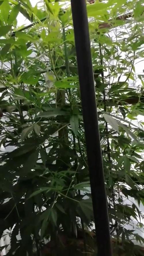 Speedy Chile Outdoor