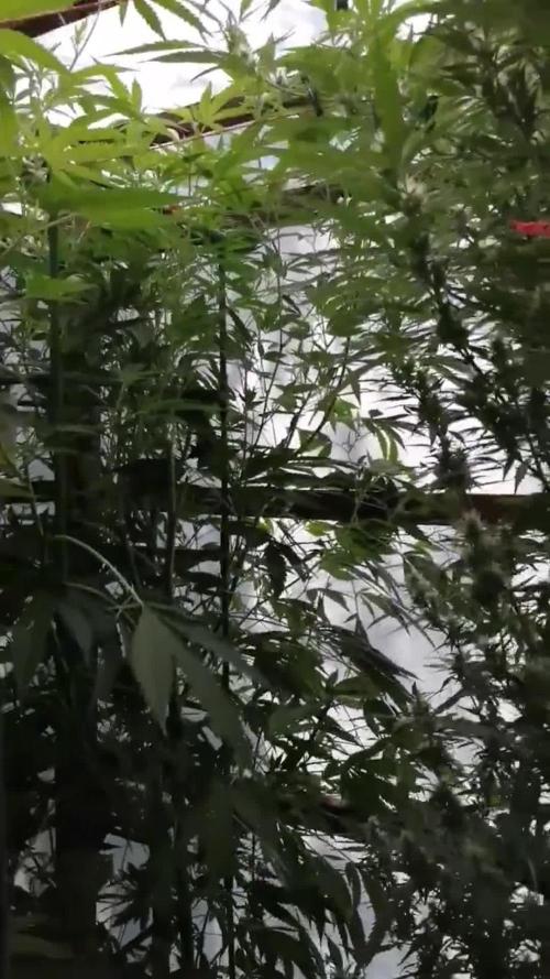 Membrana Hiper Auto Outdoor!!!