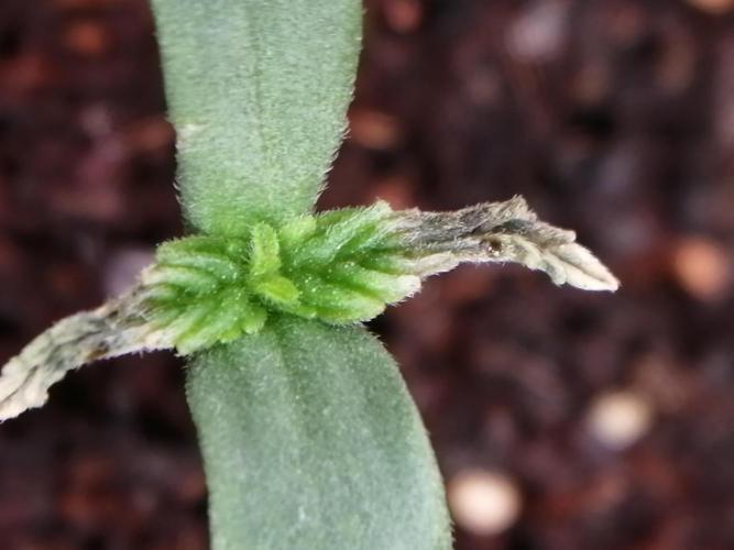 All_our_small_plants