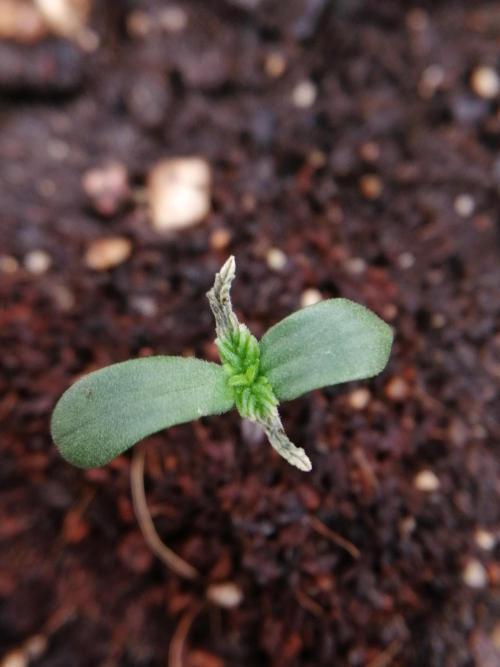 All_our_small_plants