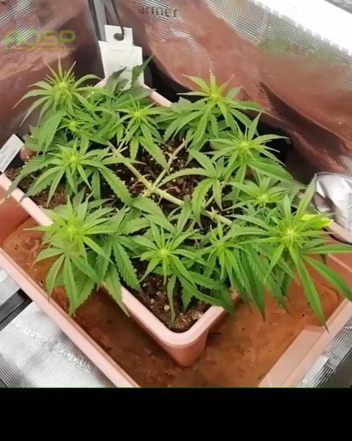 Auto Pablo Escobar Divine Seeds 2025