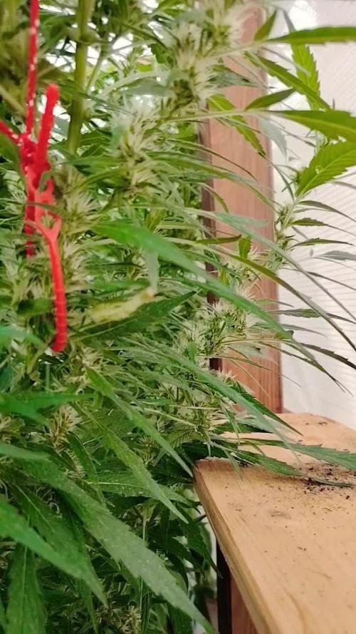 Membrana Hiper Auto Outdoor!!!