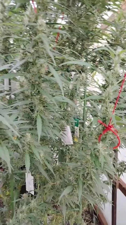 Membrana Hiper Auto Outdoor!!!