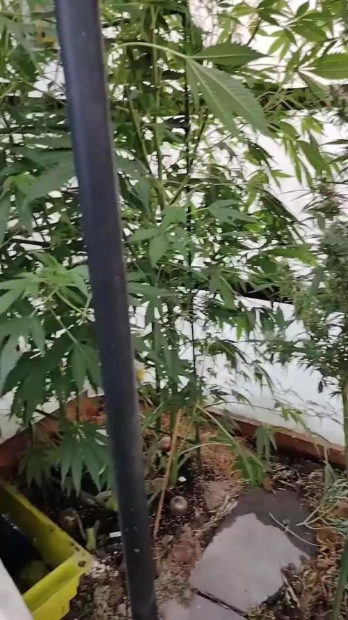 Speedy Chile Outdoor