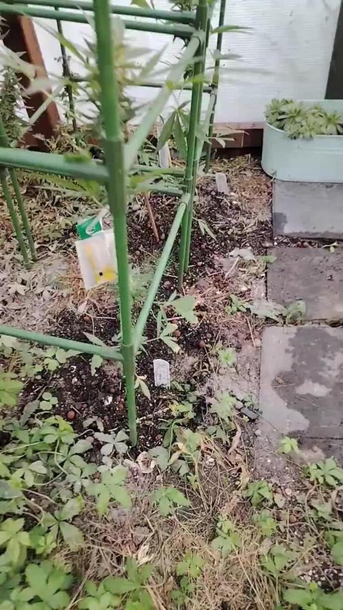 Auto Candy Bubatz XL Dutch Passion