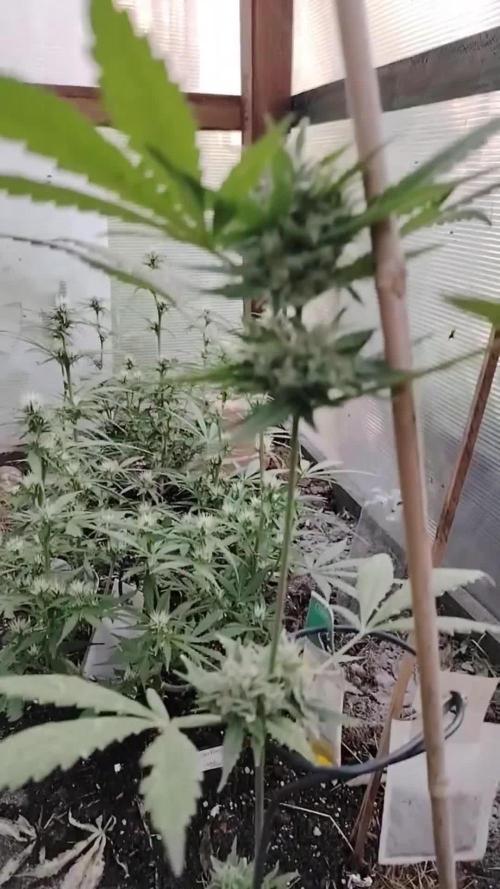 Space Cookies Auto