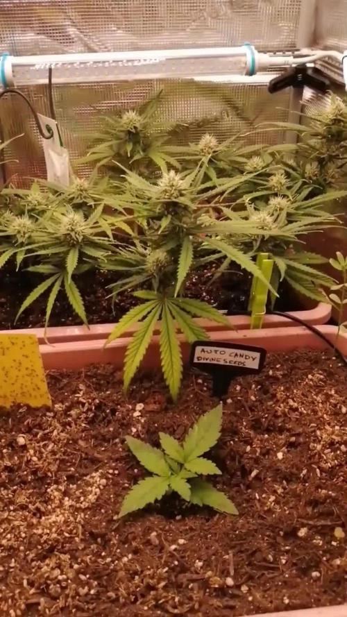 Auto Candy