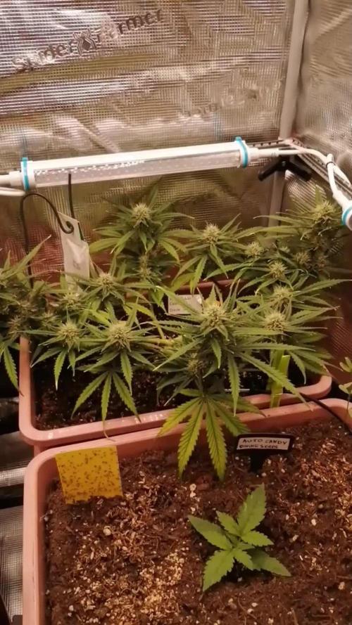 Auto Pablo Escobar Divine Seeds 2025