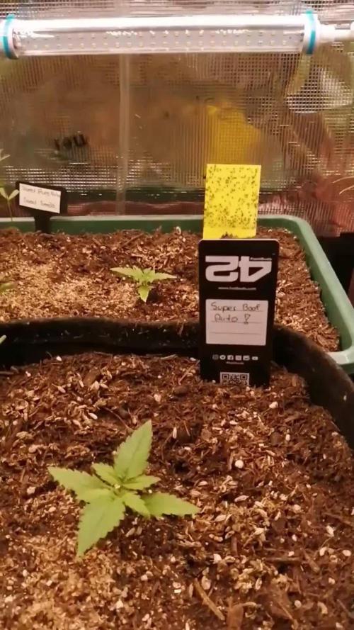 Super Boof Auto von Fast Buds