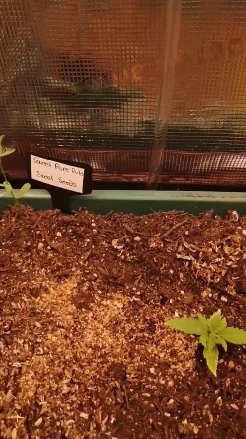 Sweet Pure Auto CBD
