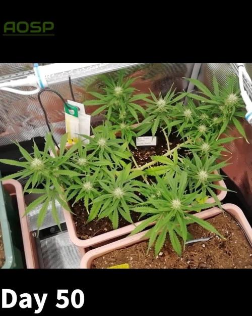 Auto Pablo Escobar Divine Seeds 2025