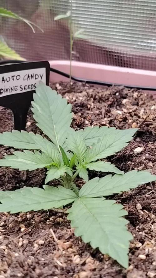 Auto Candy