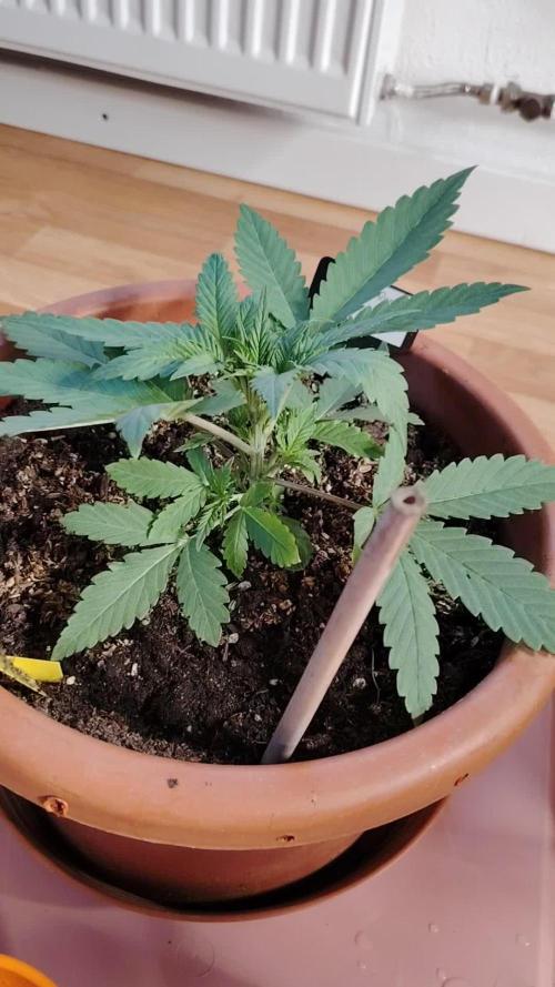 Eleven Roses Projekt Mutterpflanze