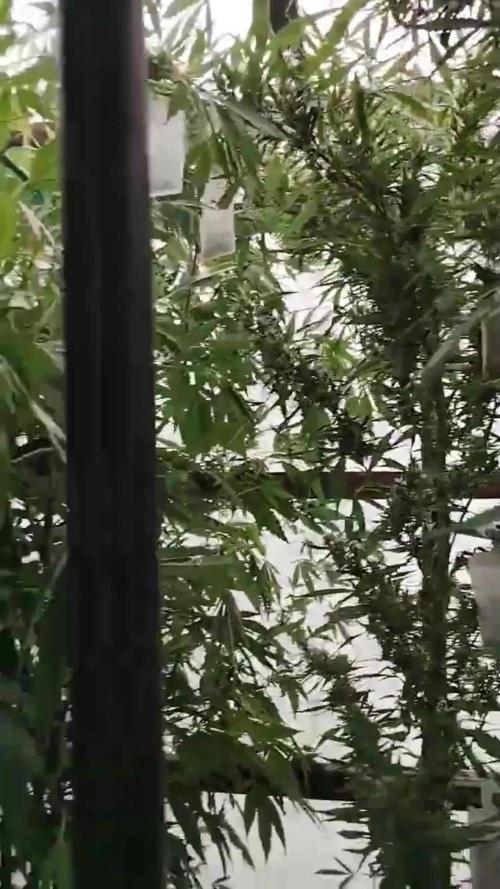 Speedy Chile Outdoor