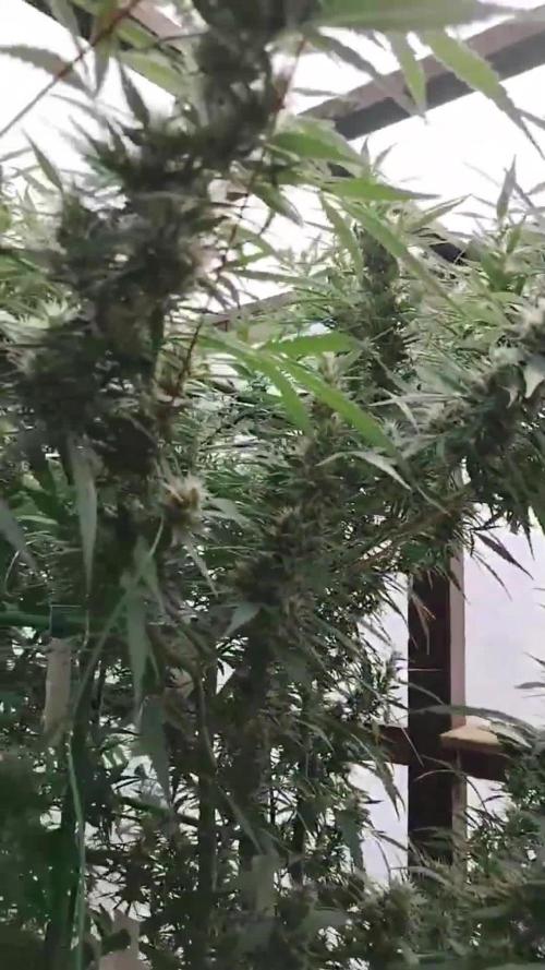 Membrana Hiper Auto Outdoor!!!