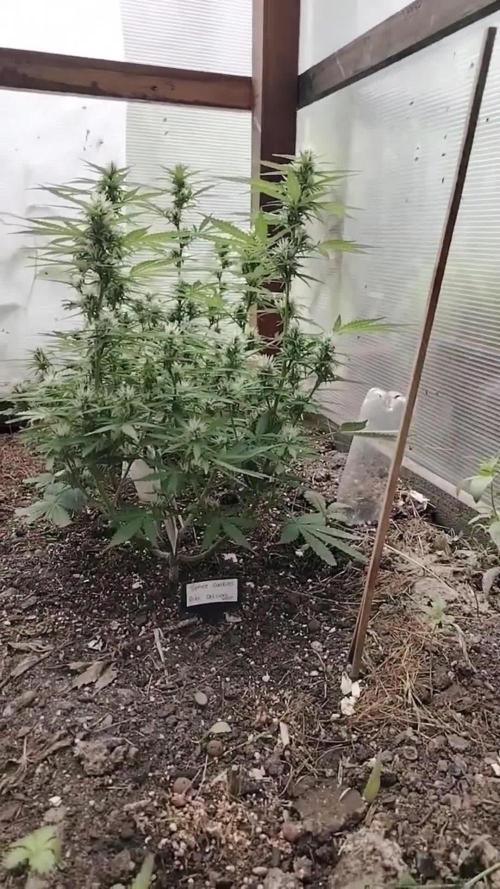 Space Cookies Auto