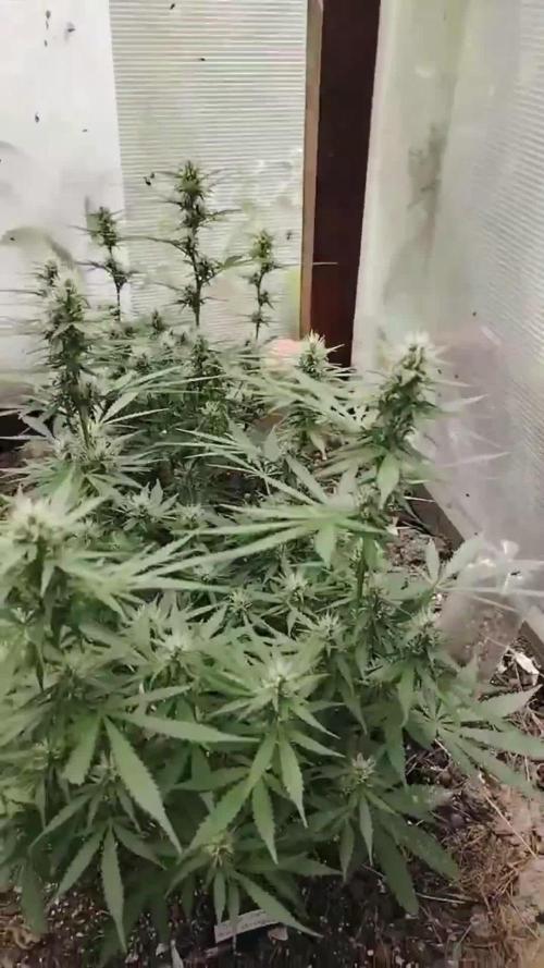 Auto Candy Bubatz XL Dutch Passion