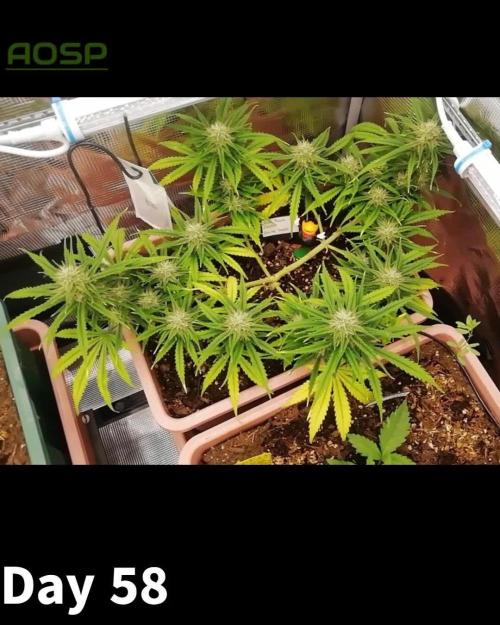 Auto Pablo Escobar Divine Seeds 2025