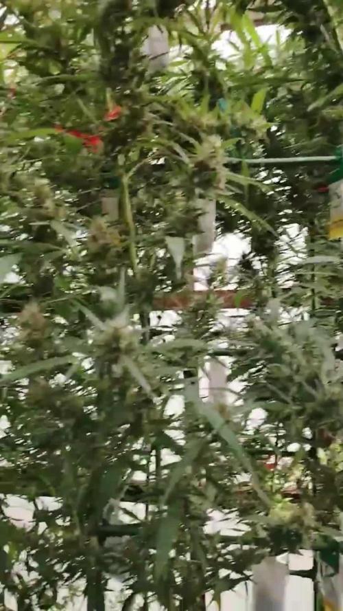 Speedy Chile Outdoor