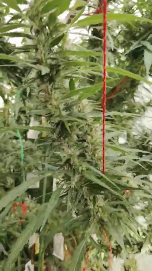 Membrana Hiper Auto Outdoor!!!