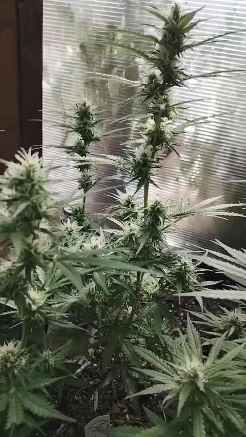 Auto Candy Bubatz XL Dutch Passion