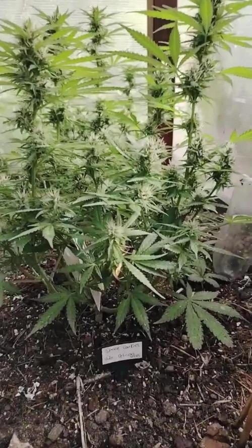 Space Cookies Auto