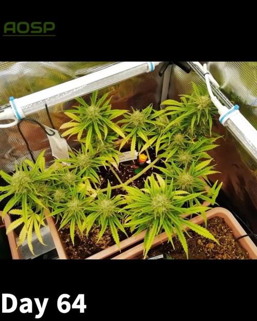 Auto Pablo Escobar Divine Seeds 2025