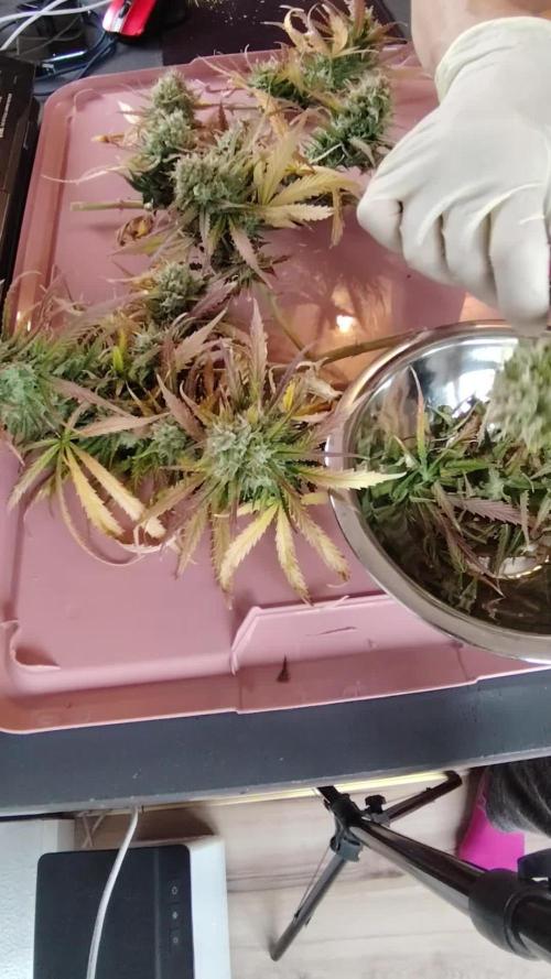 Auto Pablo Escobar Divine Seeds 2025