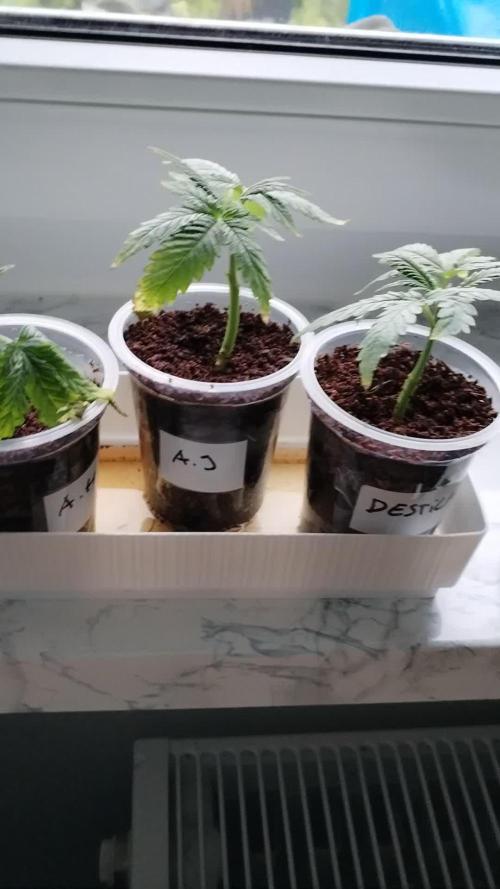 Eleven Roses Klon zur Blüte 2