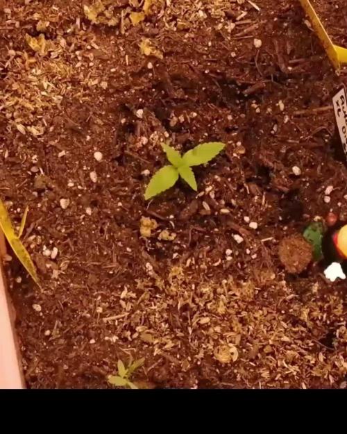 Auto AK-47 XL Divine Seeds