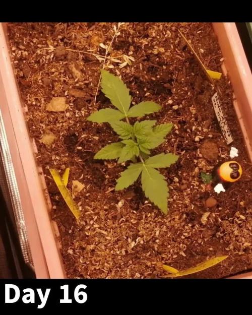 Auto AK-47 XL Divine Seeds