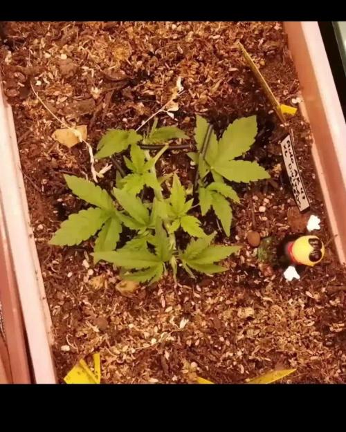 Auto AK-47 XL Divine Seeds