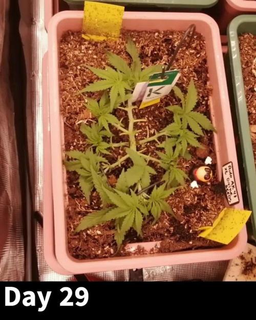 Auto AK-47 XL Divine Seeds