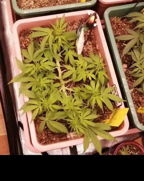 Auto AK-47 XL Divine Seeds