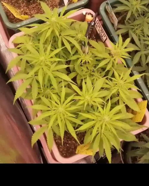 Auto AK-47 XL Divine Seeds