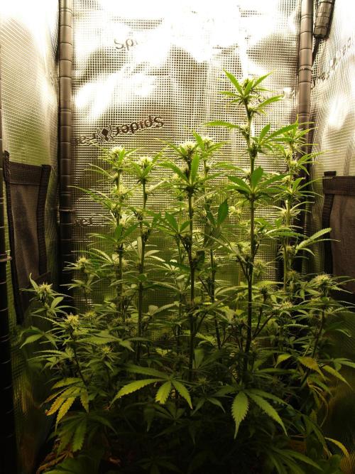 Green Cure CBD F1 Hybrid Auto Zamnesia. Week 8 - Tag 59