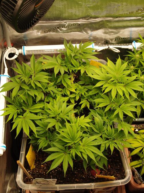 White Rhino From Zamnesia zweite Runde. Week 8 - Tag 59