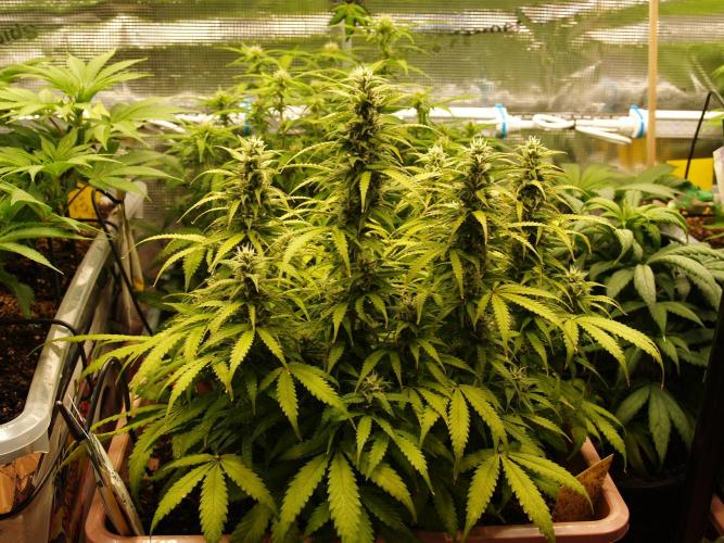 Auto AK-47 XL Divine Seeds. Week 8 - Tag 61