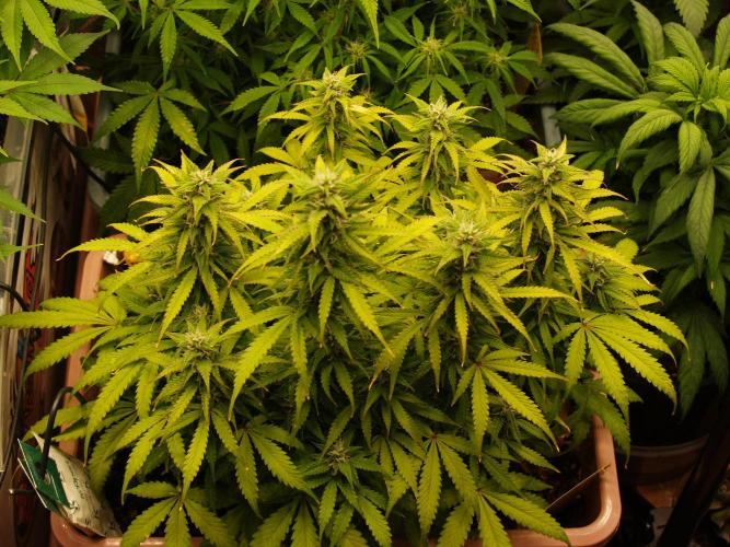 Auto AK-47 XL Divine Seeds. Week 8 - Tag 61